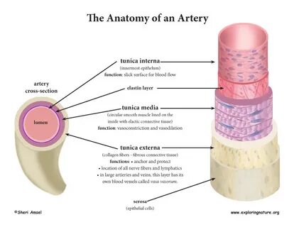 Blood Vessel Anatomy (Advanced*)