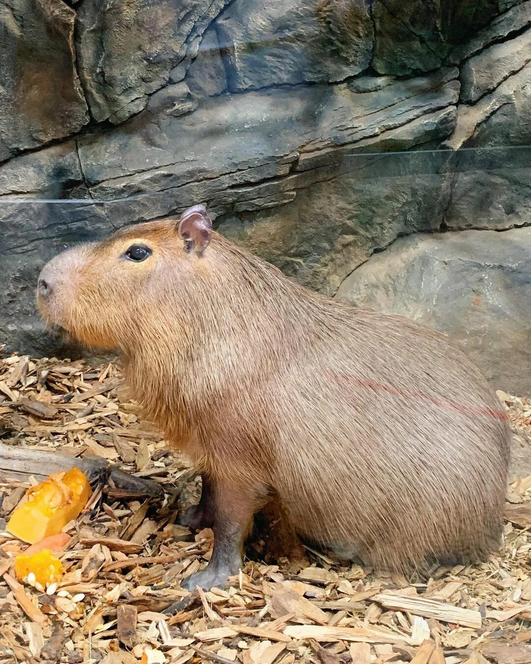 Capybara rock rust фото 45