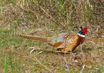 Perfect Picture of Pheasant . Quality Pictures on Animal Pic