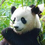 Бамбуковая Панда (60 фото)
