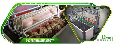 Qingdao Xinfengchen Industry&Trade Co., Ltd. - pig farrowing