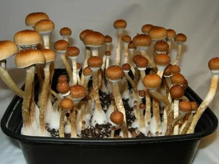 Psilocybe cubensis 13 strains - OLD Photo Gallery - Mycotopi