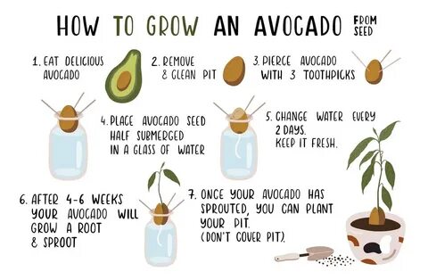 Do avocados make your boobs grow