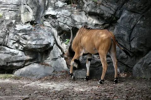 GIANT ELAND (Taurotragus derbianus) The giant eland , is a. 