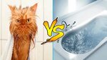 Cats Vs Water - Cats Falling In Water - Funny Cats 2016 - Fu