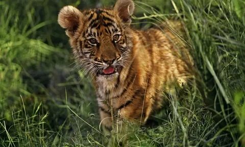 Tiger Species WWF Tiger species, Save the tiger, Tiger conse
