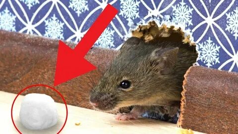 7 Tested & Proven Ways To Get Rid of Rats Permanently / How 