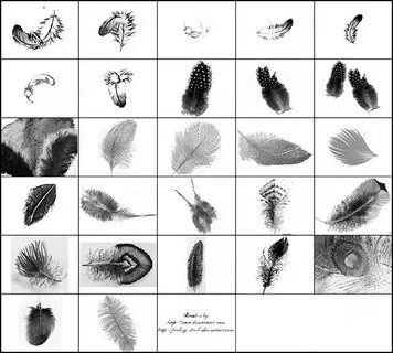 Free download peacock feather ps brushes free download