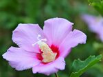 Rose of Sharon (Althea) Details - Texas SmartScape Plant Dat