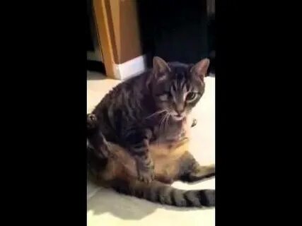 Masturbating Cat - YouTube