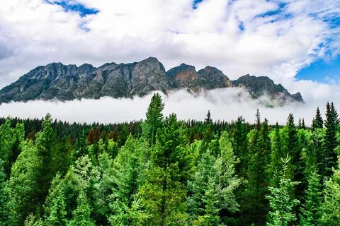 Free Images : ecosystem, wilderness, spruce fir forest, moun