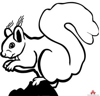 /squirrel+clipart+black+and+white