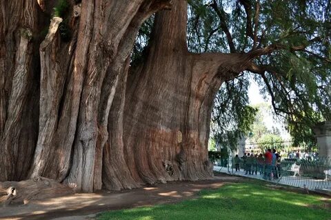 Кампешевое дерево (75 фото) - фото - картинки и рисунки: ска