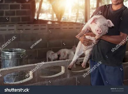 Hog Farm Stockfoto 581234056 Shutterstock