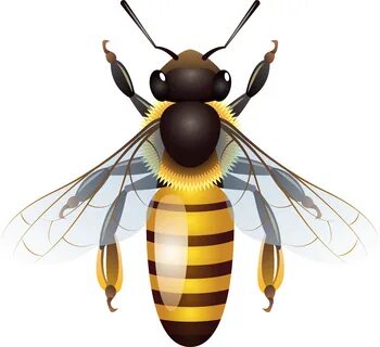 bee png - Bee Png Clip Art #424045 - Vippng