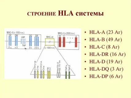 Трансплантационный иммунитет. Иммунологические аспекты перел