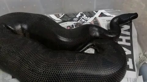 Biggest Black Sumatran shorttail python python curtus - YouT