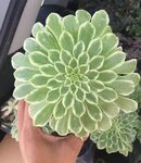 4.5 inch Aeonium Emerald Ice Large succulent plants, Plantin