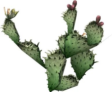 Desert Clipart Prickly Pear Cactus - Real Prickly Pear Cactu