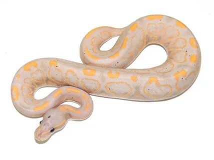 Banana Black Pastel Yellow Belly - Morph List - World of Bal