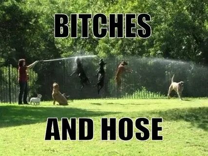 dog hump day memes funny-dogs-playing-water-hose Dog picture