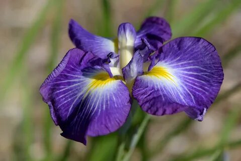 How to Grow and Care for Japanese Iris.