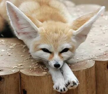 Fun Facts About Cute Animals - Fennec Fox CBC Kids Endangere