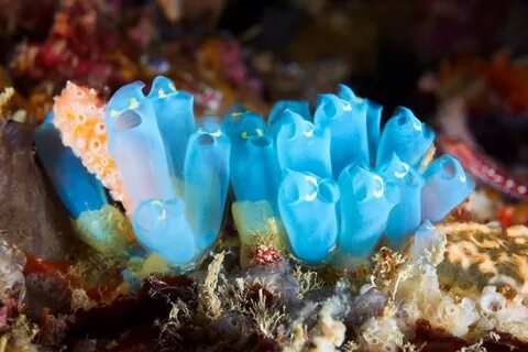 Sea squirts in aquarium