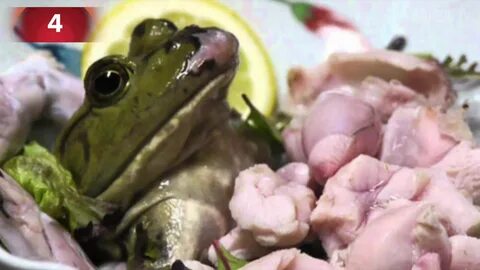 Japanese woman eating live frog