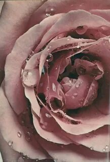 Image about rose in ROSAS. . by Solange Holme Pink flowers, 