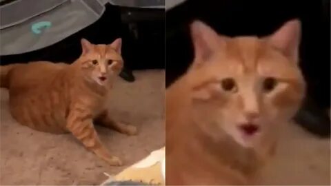 Cats Reaction - Get Images