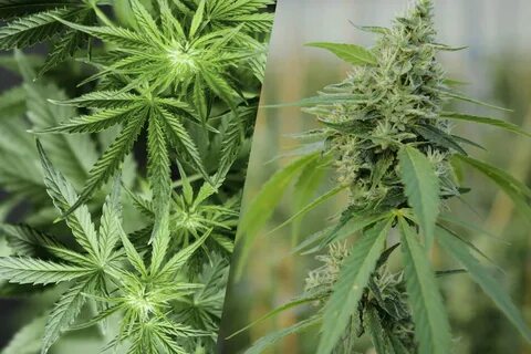 Hemp vs Marijuana - A Comparative Guide Marijauna Span