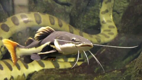 Free photo: Redtail Catfish - Catfish, Fish, Tank - Free Dow