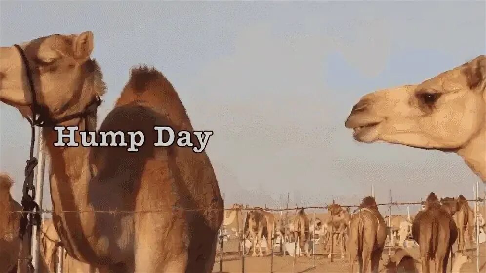 Picture Of A Camel For Hump Day