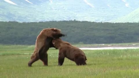 Battle Of The Giant Alaskan Grizzlies, grizzly vs grizzly, a