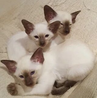 Chocolate Point Siamese Kitten (Male) in Southampton - Sold 