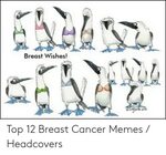 ✅ 25+ Best Memes About Breast Cancer Memes Breast Cancer Mem