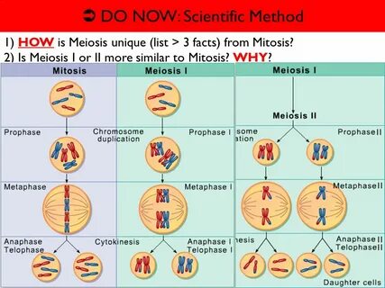 MON 2/10 wk-6 OBJECTIVE: #7 TOPIC: stages of MEIOSIS DO NOW 