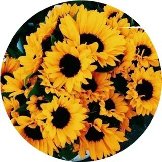 sunflower yellow aesthetic 283571088016211 by @aabzz