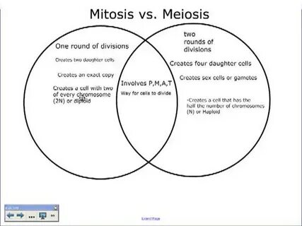 Venn Diagram Mitosis And Meiosis - Wiring Site Resource