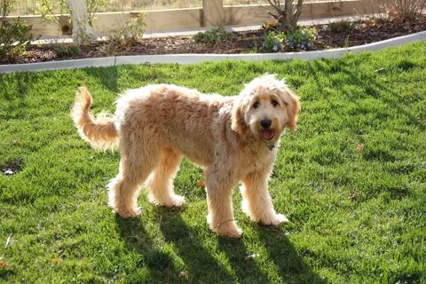 Red Goldendoodle Puppies for Sale - Some Major Aspects