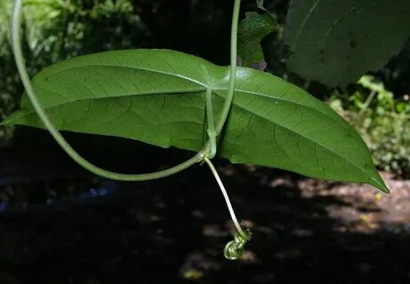 Passiflora Coriacea Collector's Bat Wing Rare Etsy