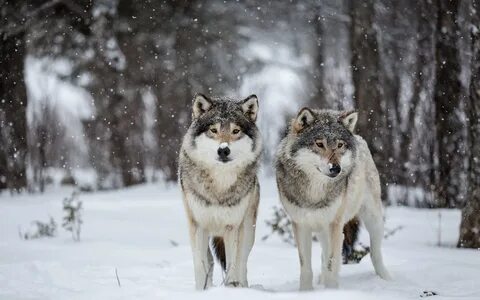 Волки. Wolves (124 обоев) " Страница 3 " Смотри Красивые Обо