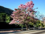Maquilishuat, el árbol nacional de El Salvador Arboles, Jard