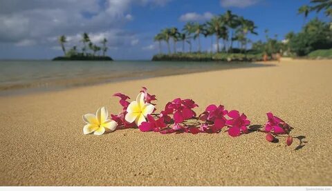 Hawaii Flowers Wallpapers - 4k, HD Hawaii Flowers Background