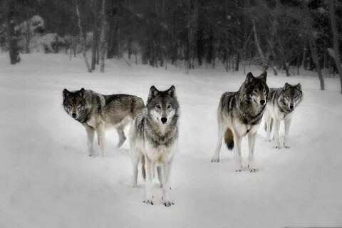 View topic - Shattered Dreams wolf pack (open. Needs ranks f