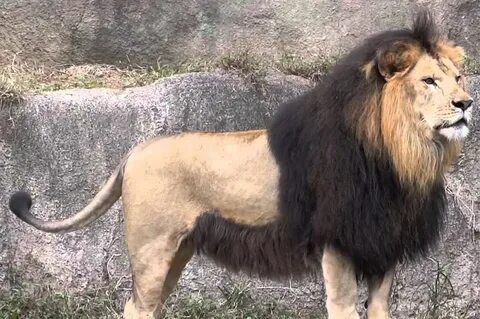 Barbary Lion Zoo Builder Wiki Fandom