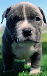 Pin on blue nose pitbull puppy for sale