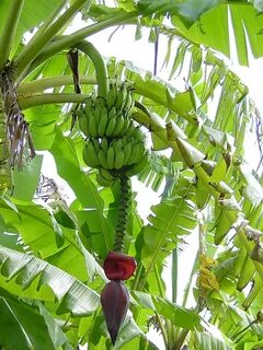 African Giant Banana Tree (musa kandarian) - Urban Tropicals