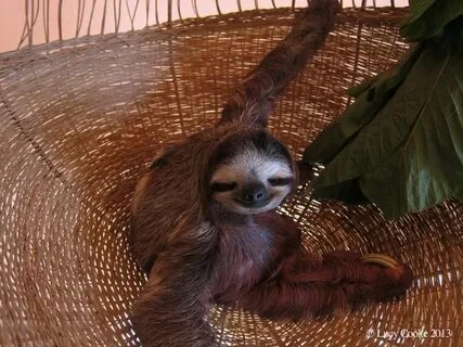 Wet sloths. Sloth stuffed animal, Cute sloth, Cute baby slot